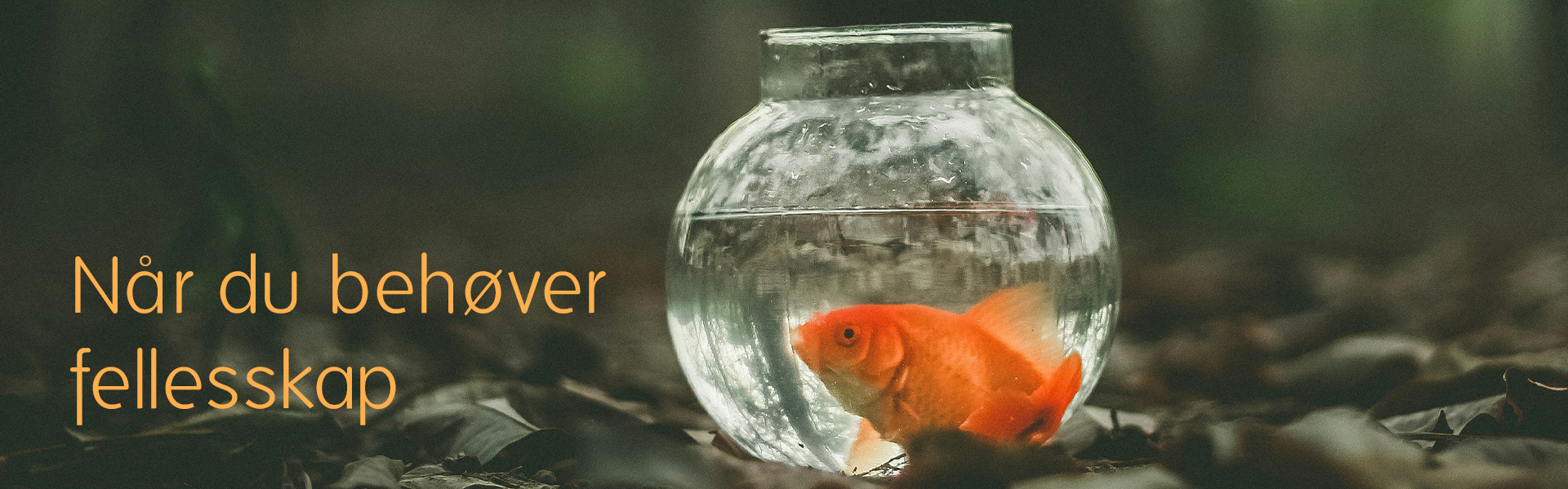 Hvorfor PlanB Vineyard